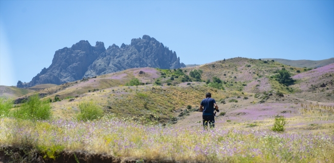 Aras Dağları mor karanfillerle süslendi