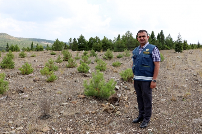 Kütahya'daki eski maden sahaları yeşile büründü