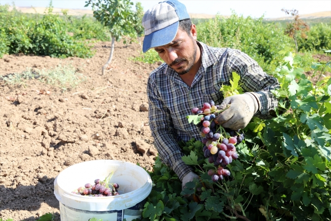 Kara üzüm pekmezinin yolculuğu başladı