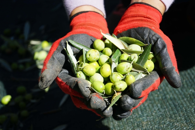 Edremit Körfezi'nde zeytin hasadı erken başladı