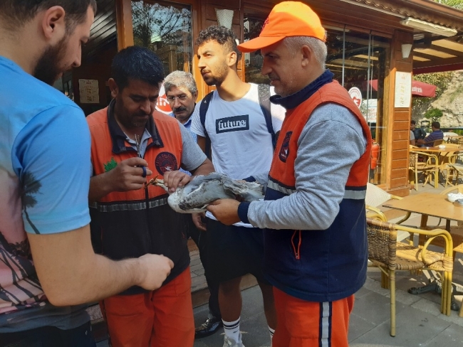 Ayakları ve gagası bağlanan martıyı belediye işçileri kurtardı