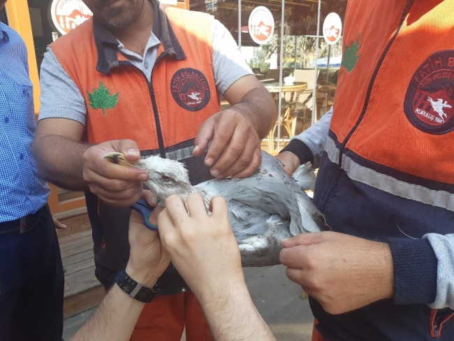 Ayakları ve gagası bağlanan martıyı belediye işçileri kurtardı