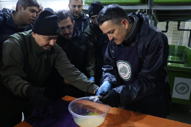 Bakan Pakdemirli, Abant'ta vaşak ile 3 şahini doğaya bıraktı