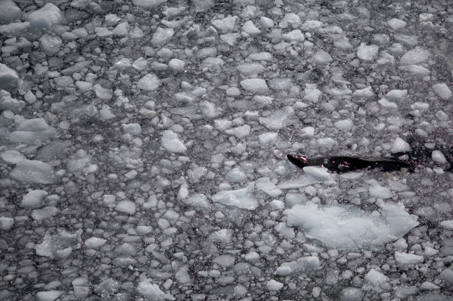 Antarktika'da hava sıcaklıkları artamaya devam ediyor. | Fotoğraf: Reuters