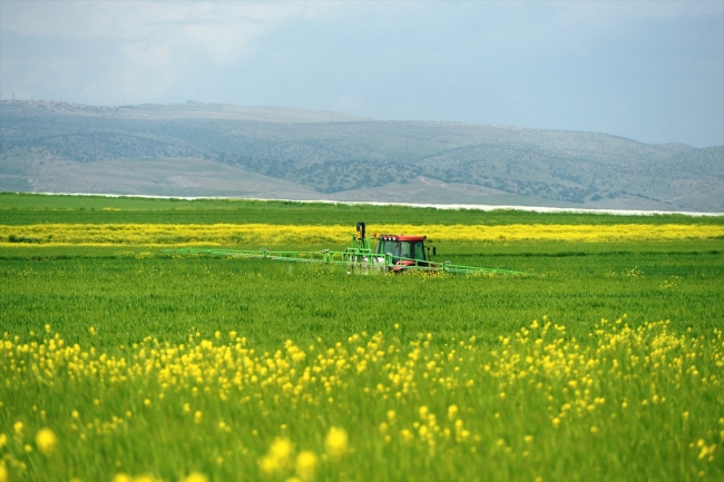 Buğday, arpa ve mercimekte yüksek rekolte bekleniyor