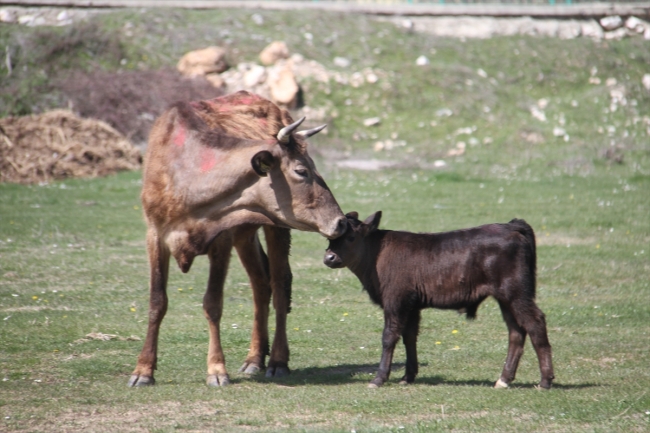 Fotoğraf: AA