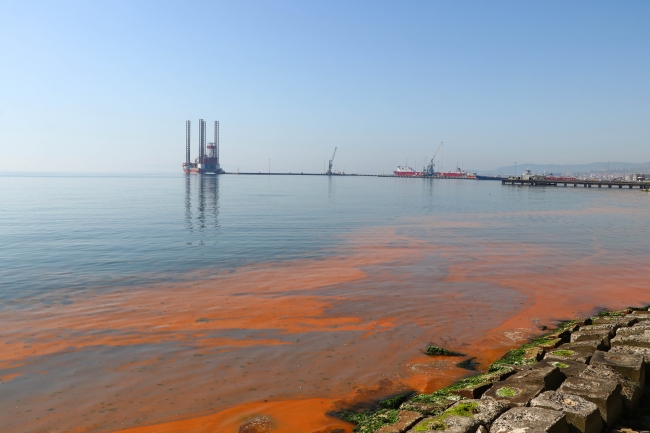 Planktonlar Marmara Denizi'ni turuncuya boyadı