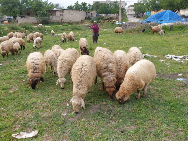 Toroslarda koyun kırkma mesaisi