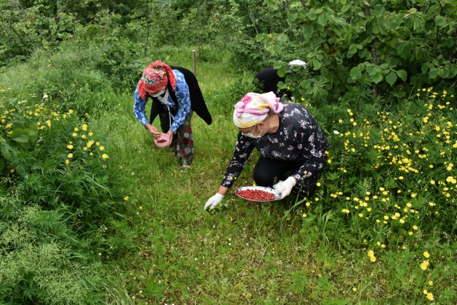 Kilosu 150 liradan satılan dağ çileği kadınlara kazanç oldu