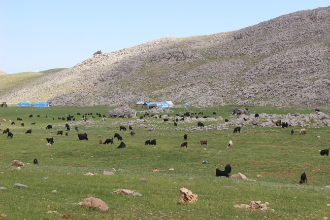 Torosların yolları Yörükler için açılıyor