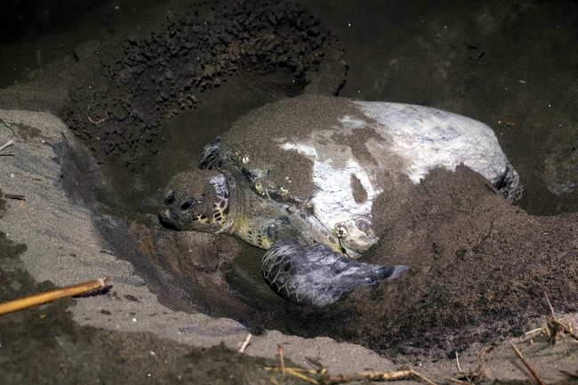 Caretta carettalar yumurta bırakmak için sahillere dönüyor