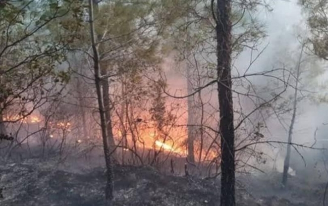 Antalya'daki yangında 5 dönüm orman zarar gördü