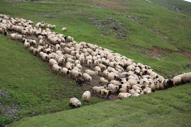 85 yaşındaki Süleyman dedenin bitmeyen çobanlık tutkusu