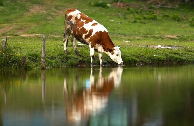 Fotoğraf: AA