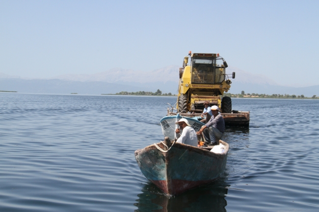 Adada hasat yapan biçerdöver gölde yüzdürülerek karaya çıkarıldı