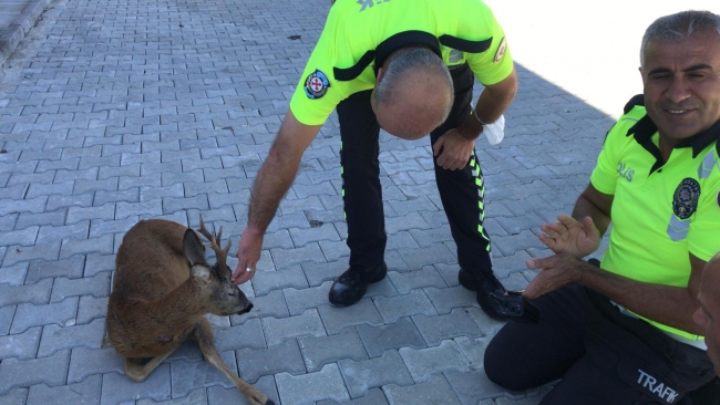 Yaralı karaca polis ekipleri tarafından kurtarıldı