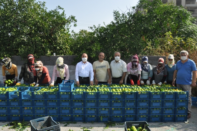 Hatay'da erkenci mandalina hasadı başladı