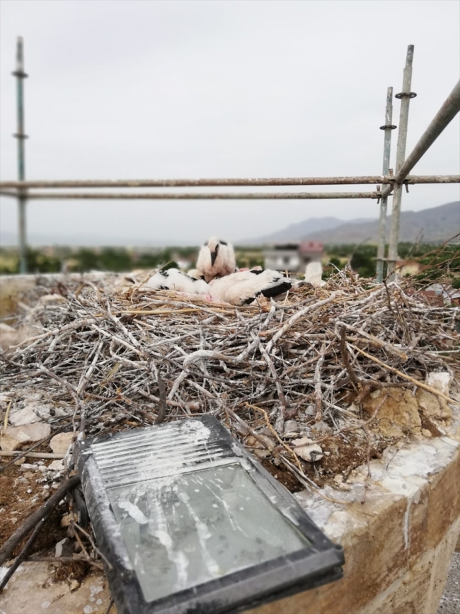 Leylekler göç etti, tarihi camide restorasyon yeniden başladı