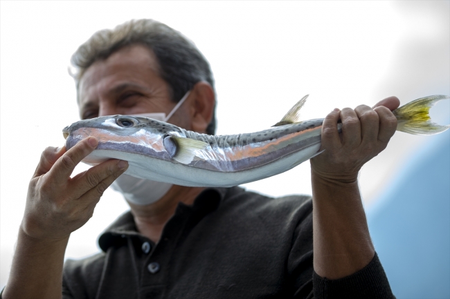 Antalyalı balıkçılar 24 günde 36 bin istilacı balon balığı yakaladı