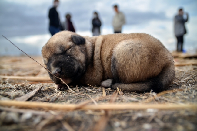 Kulübeleri yakılan 9 köpek telef oldu