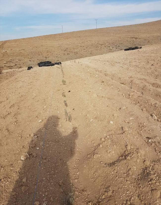 Bozkır aromatik bitkilerle renklenecek, köylülere gelir sağlayacak