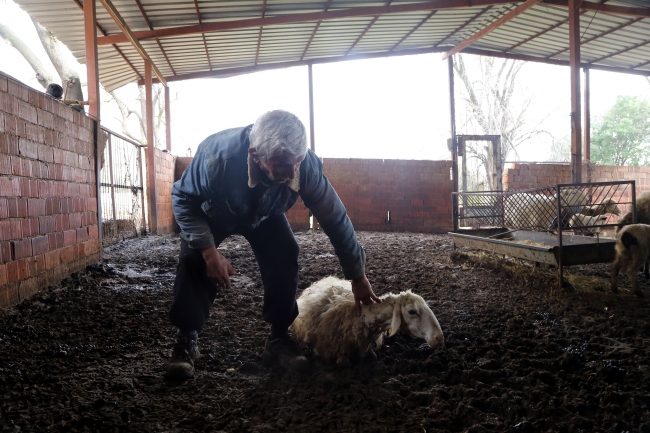 Ağıla giren sokak köpekleri 38 küçükbaş hayvanı telef etti