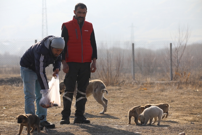 Bingöllü gençler kurduğu barınaklarda sokak hayvanlarına bakıyor