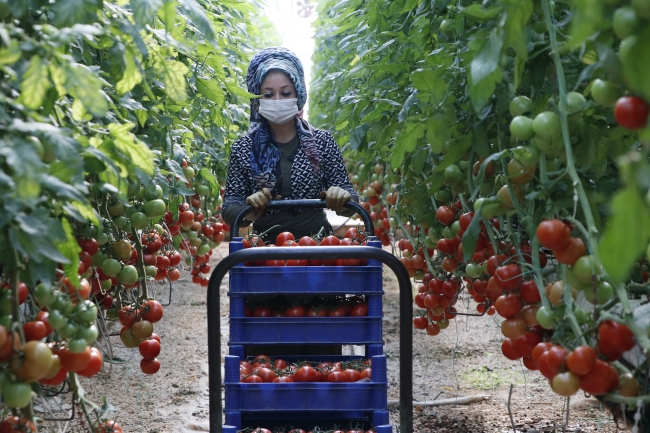 Türkiye'nin domates ihracatı 313 milyon 405 bin dolara yükseldi