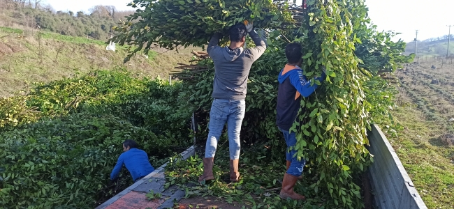 Kocaeli'de defne yaprağı hasadı başladı