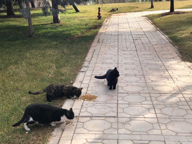 Adliye bahçesindeki kediler Katip Muazzez’e emanet