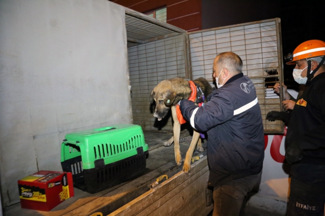 Definecilerin kazdığı çukura düşen köpeği itfaiye kurtardı