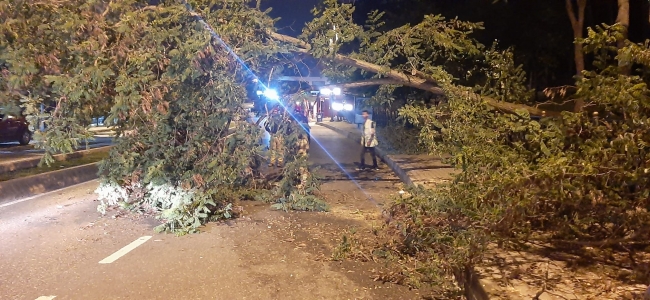 Yola ağaç devrildi, trafik bir süre durdu