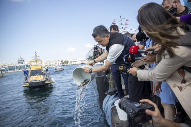 Marmara Denizi'ne 15 ton midye bırakıldı