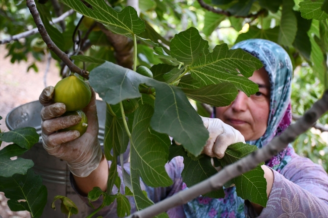 Fotoğraf: AA