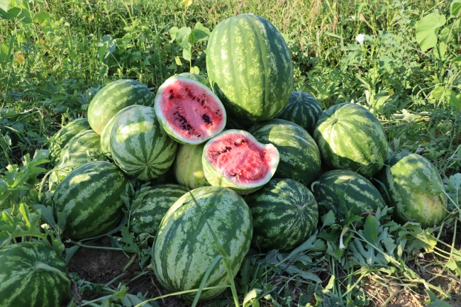 Kandıra karpuzunun hasadı başladı