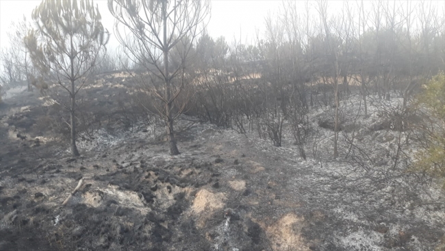 Kahramanmaraş'ta çıkan orman yangını söndürüldü