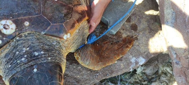 Koluna taş bağlanarak denize atılan caretta caretta kurtarıldı