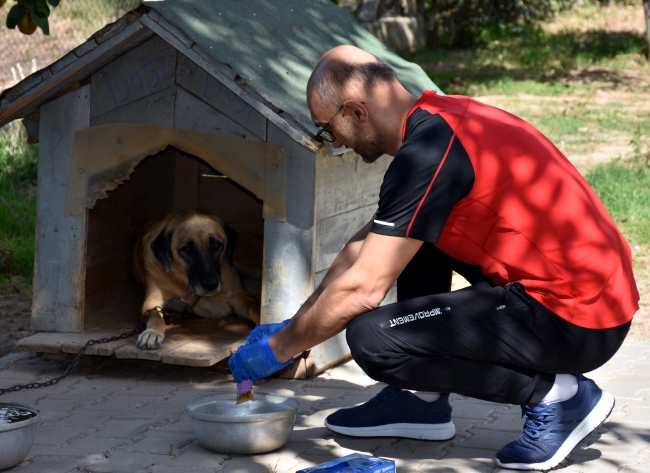 Hayvansever profesörden sokak hayvanlarına şefkat eli