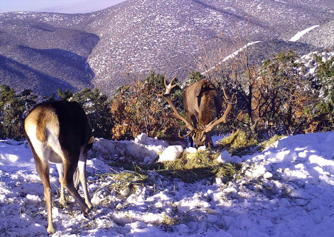 Kızıl geyikler fotokapanla görüntülendi