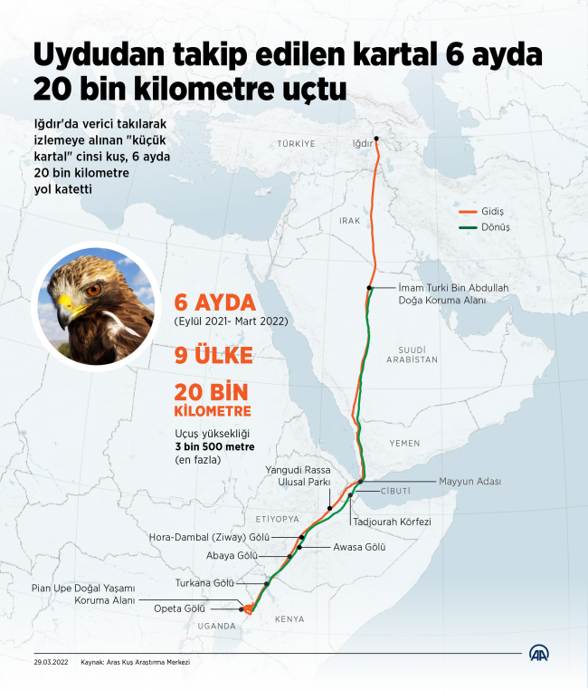 Uydudan takip edilen kartal 6 ayda 20 bin kilometre uçtu