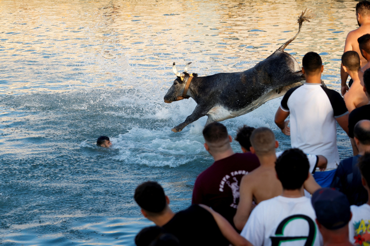 İspanya'da boğaların denize atlatıldığı festival ilk kez sınırlandırıldı