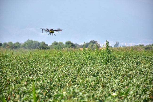 Tarımsal ilaçlamayı drone ile yapıyor