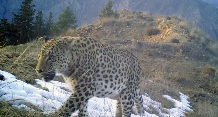 Nesli tükenmekte olan Anadolu Leoparı Batı Akdeniz'de görüntülendi