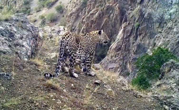 Nesli tükenmekte olan Anadolu Leoparı Batı Akdeniz'de görüntülendi