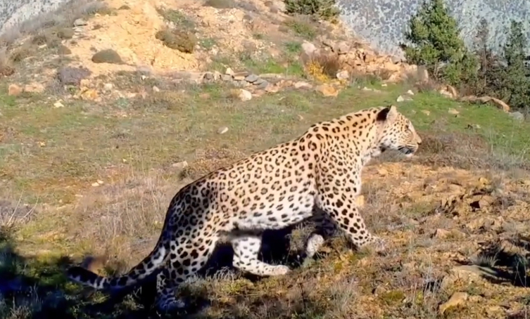 Nesli tükenmekte olan Anadolu Leoparı Batı Akdeniz'de görüntülendi