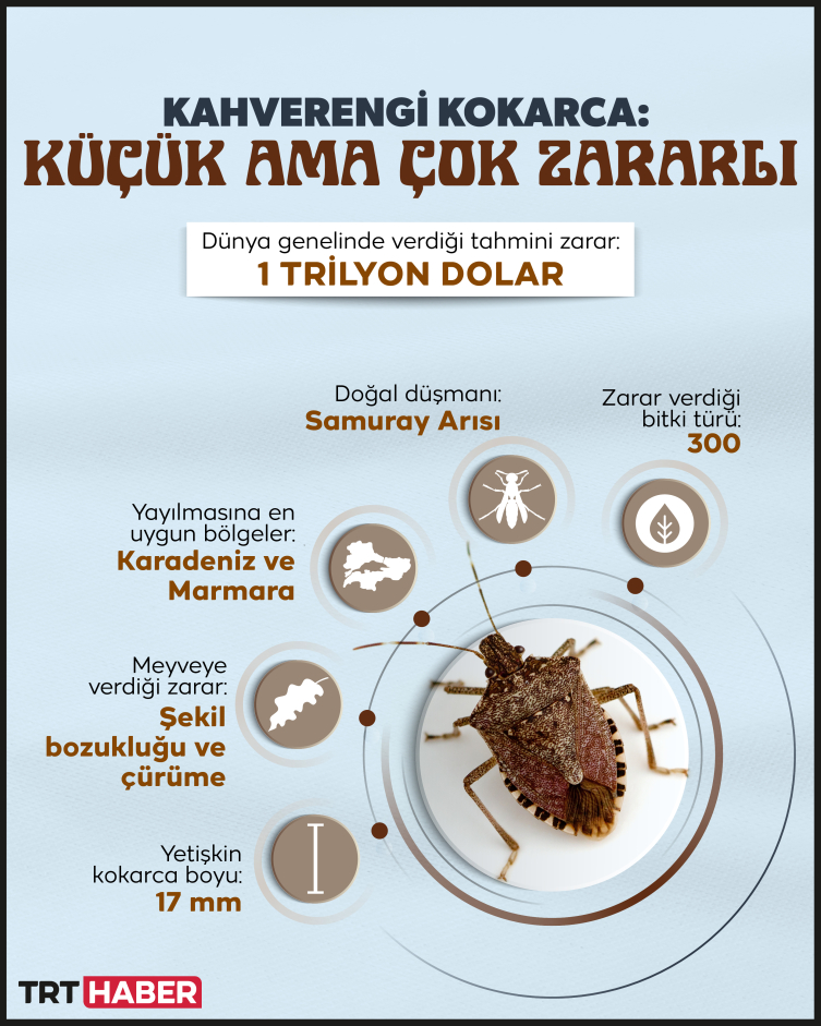 1 milyon Samuray Arısı doğaya salınacak