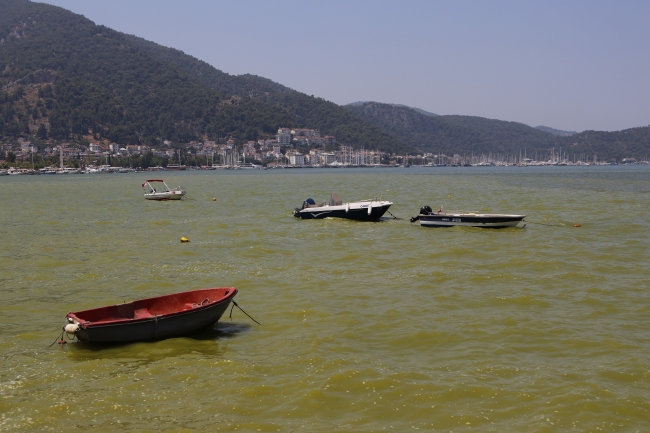 Fethiye Körfezi'nde deniz sarı ve yeşile döndü