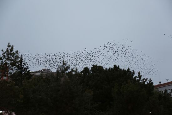 Sığırcık kuşlarının görsel şöleni büyüledi