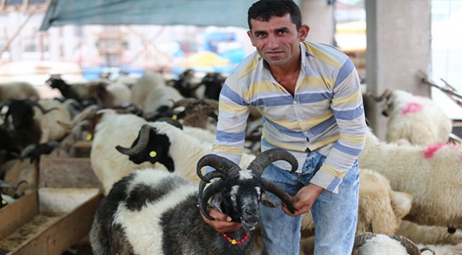 5 boynuzlu kurbanlık görenleri şaşırtıyor