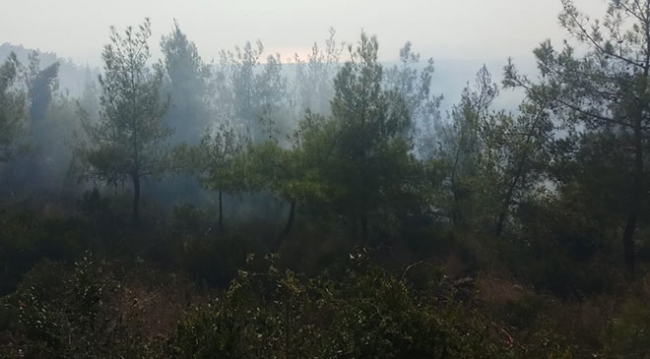 Hatay'da orman yangınları: İki hektar alan zarar gördü